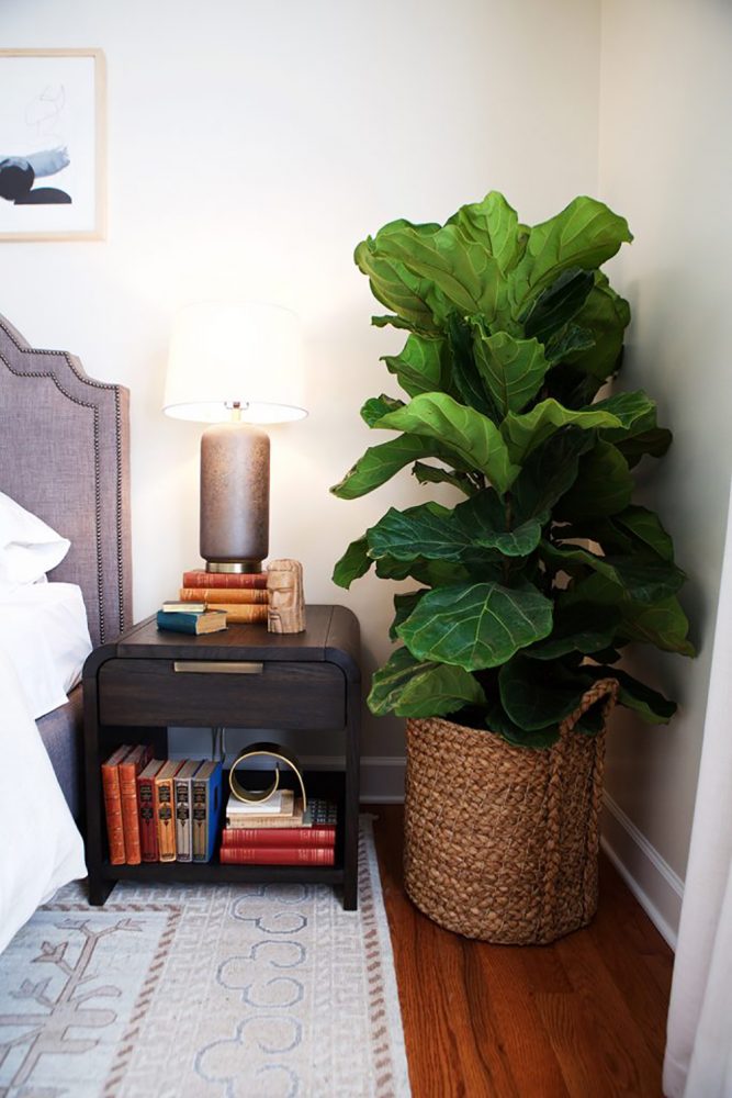 Tall, leafy fiddle leaf fig bush in a basket beside a wooden end table.