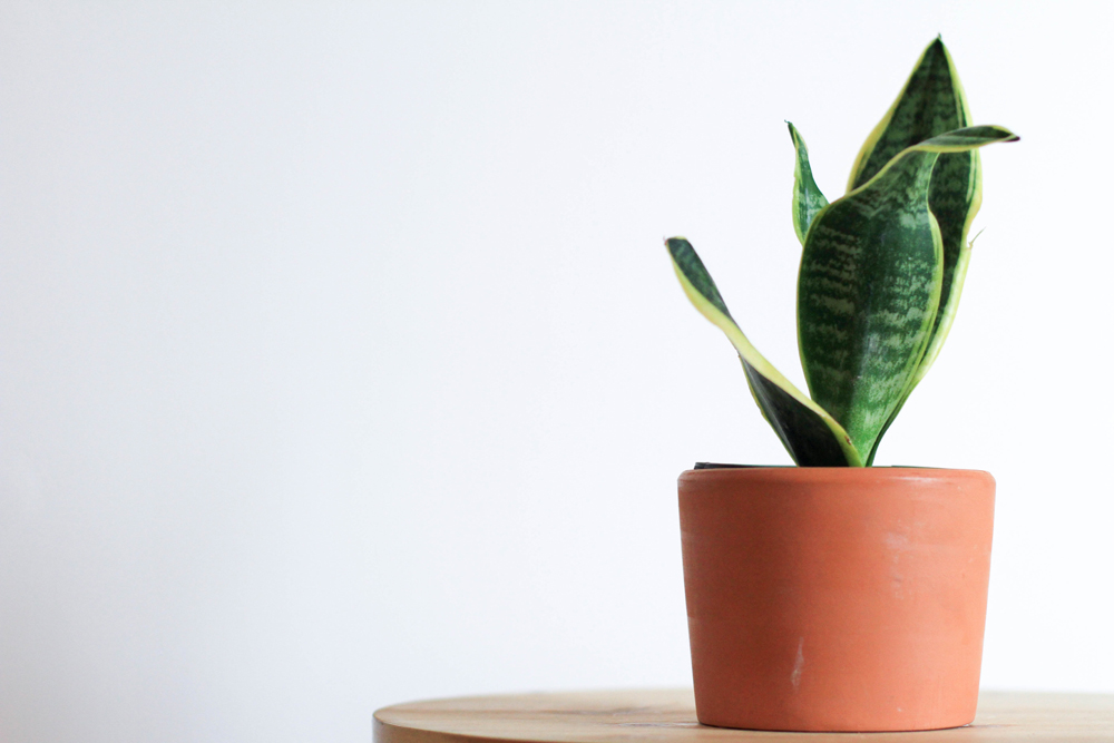 Snake sansevieria, Viper's bowstring hemp