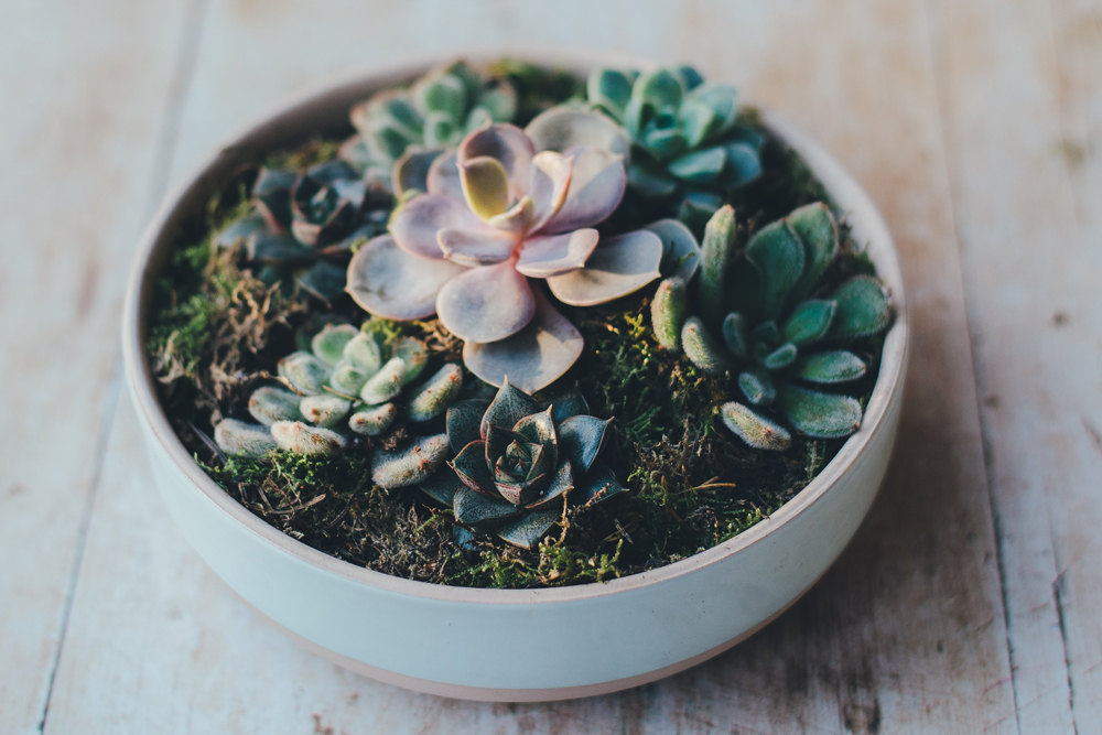 Top-down shot of succulent plants in a pot