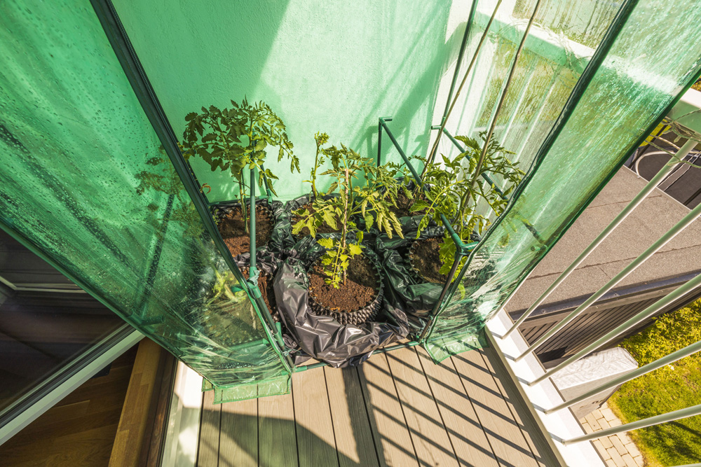 Greenhouse on a balcony