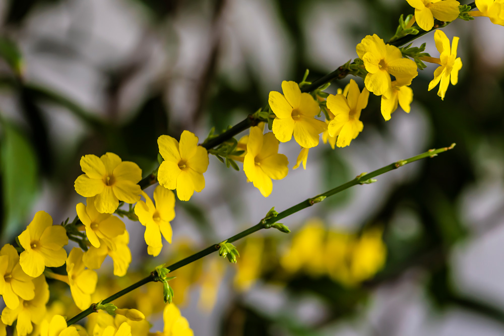 Winter jasmine on a balcony