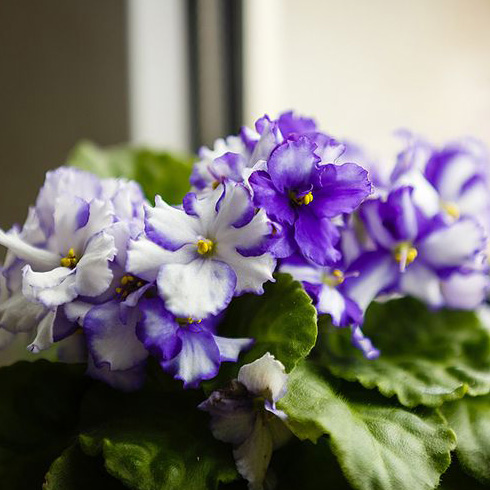 African Violet (Saintpaulia)