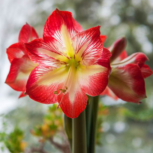 Amaryllis (Amaryllis belladonna)