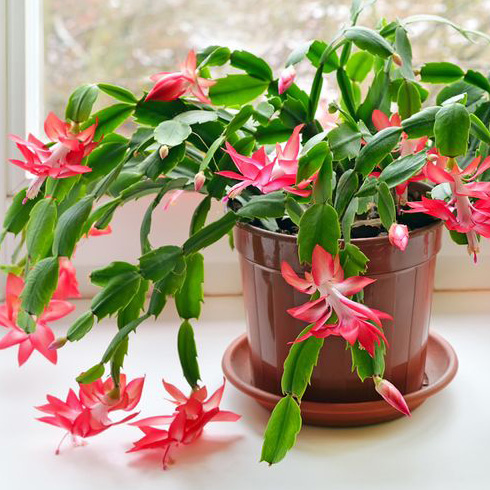 Christmas Cactus (Schlumbergera)