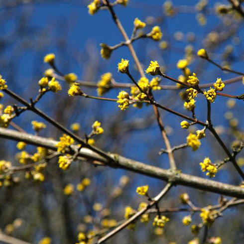 Cornelian Cherry (Cornus mas)