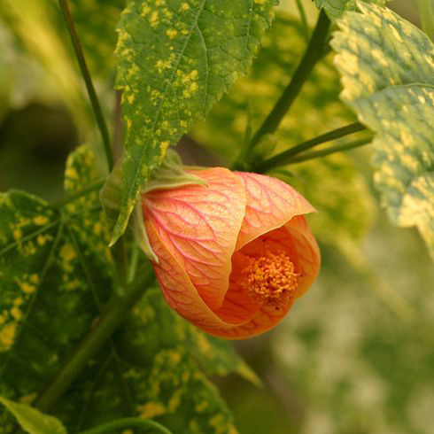 Flowering Maple (Abutilon sp.)