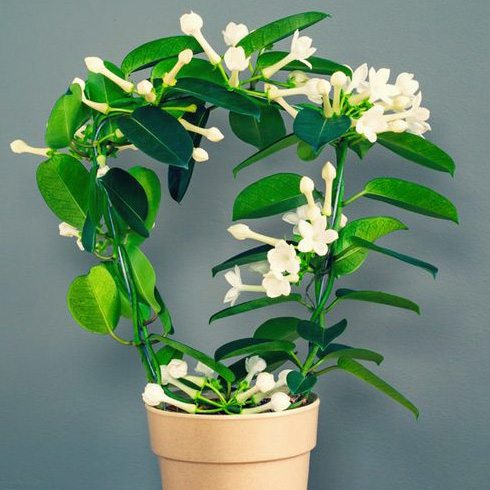 Hawaiian Wedding Flower (Stephanotis floribunda)