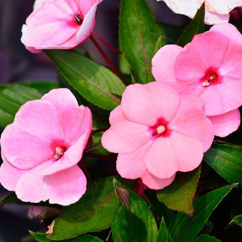 Impatiens (Impatiens sp.)