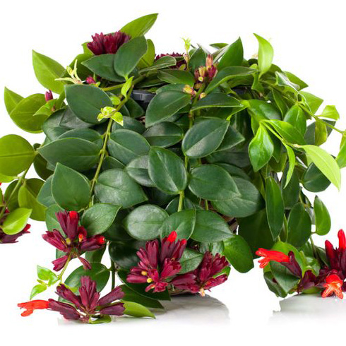 Lipstick Plant (Aeschynanthus radicans)