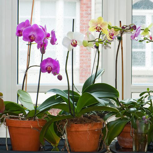 Moth Orchids (Phalaenopsis)