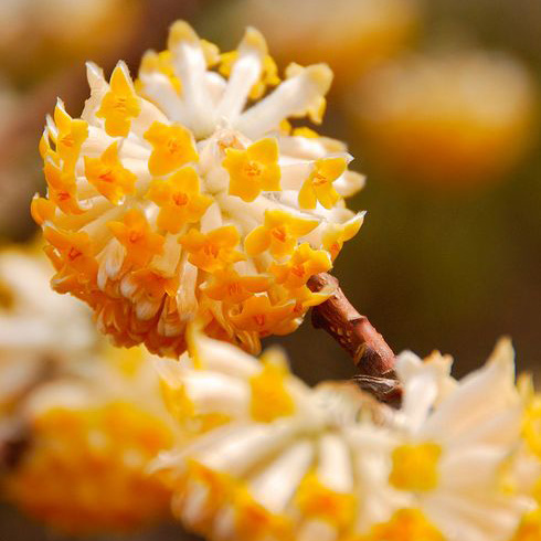 Oriental Paperbush (Edgeworthia chrysantha)