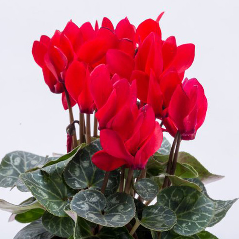 Persian Cyclamen (Cyclamen persicum)