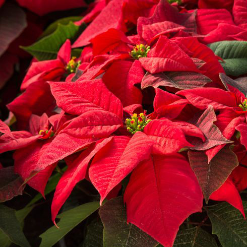 Poinsettia (Euphorbia pulcherrima)