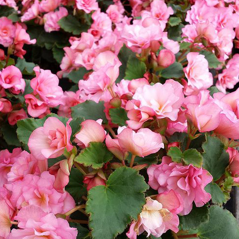 Rieger Begonia