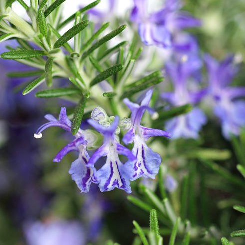 Rosemary (Rosmarinus officinalis)