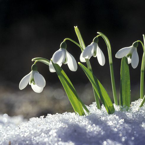 Snowdrops (Galanthus nivalis)