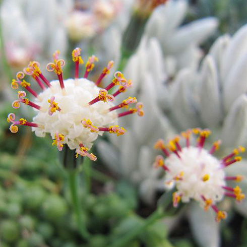 String-of-Pearls (Senecio rowleyanus)