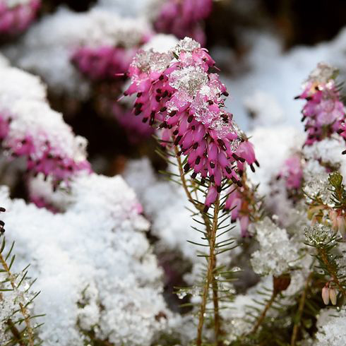 Winter Heath (Erica carnea)