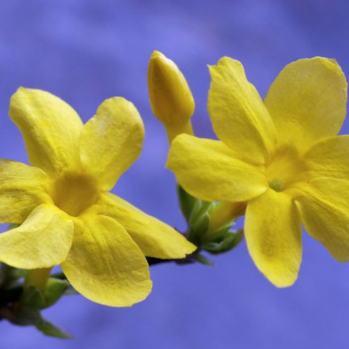 Winter Jasmine (Jasminum nudiflorum)