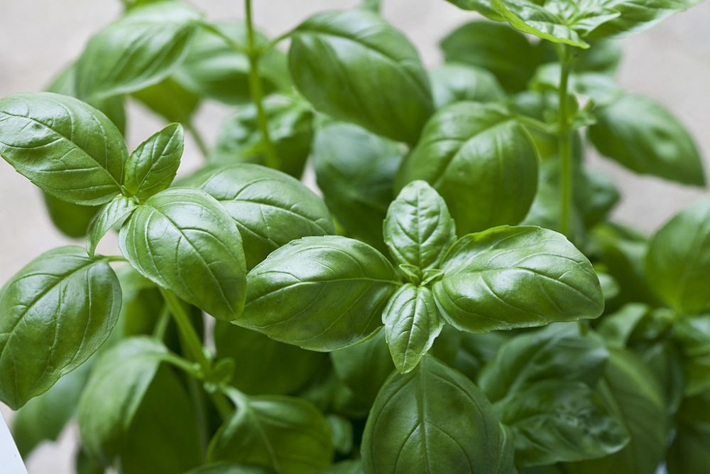 Sweet basil plant.