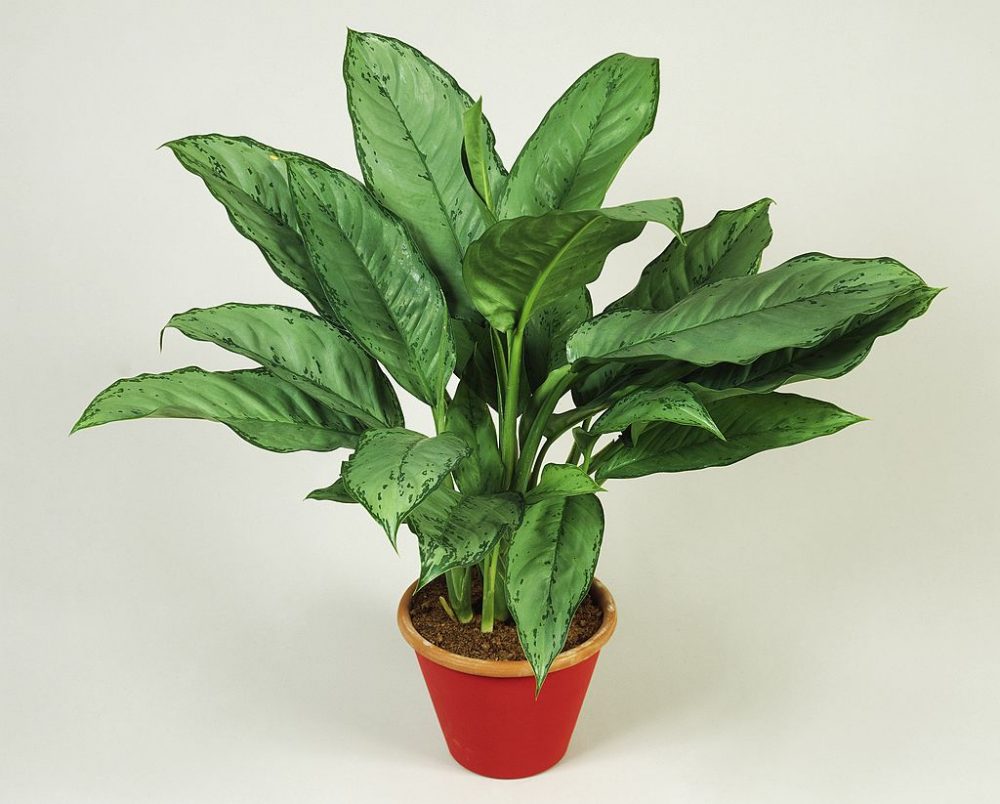 Chinese evergreen, Araceae in a plant pot.