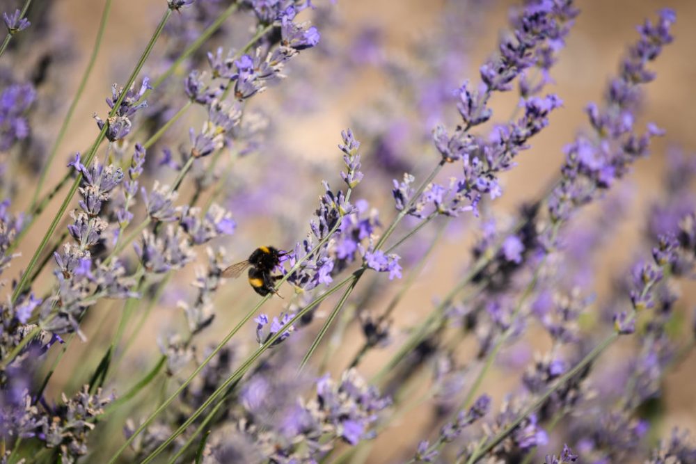 Lavender And Sunflower Season Coming To A Close In Hitchin