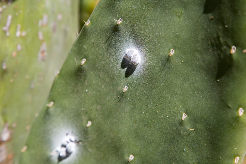 Mealybugs on a cactus with ears