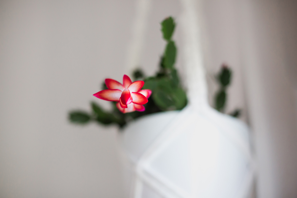 beautiful bloom on Christmas cactus indoors