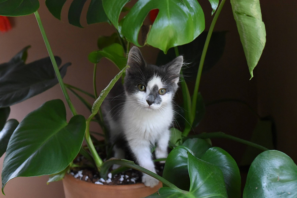 Black and white kitten standing in a potted monstera