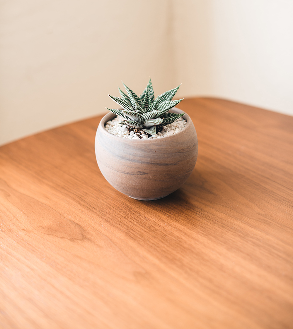 Small potted succulent with decorative gravel top dressing on a wood grain table