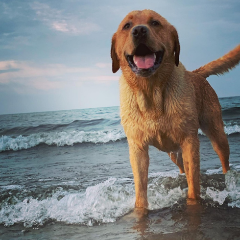 Billy Pearson's lab Charlie at the beach