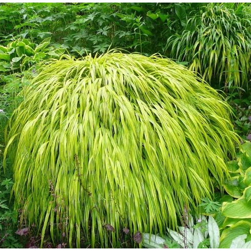 Japanese forest grass in a yard