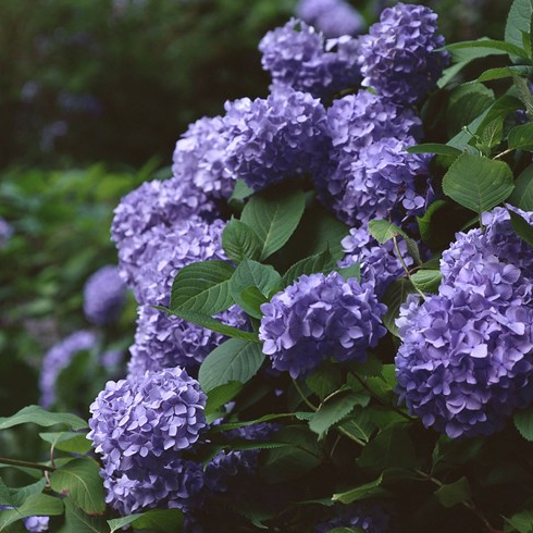 Lush purple hydrangeas