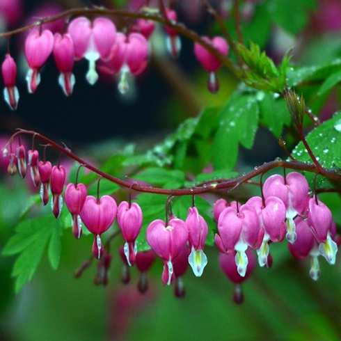 Bleeding heart flowers in a garden