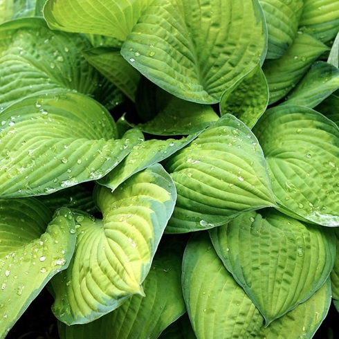 Hostas in a yard