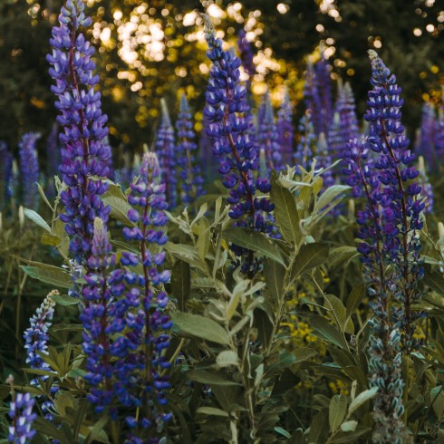 purple lupine flower