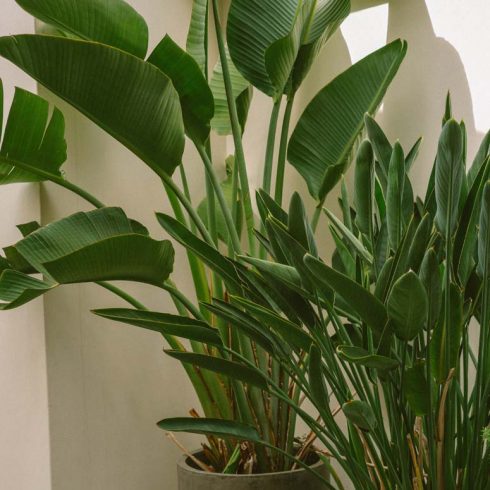 large bird of paradise in shady corner