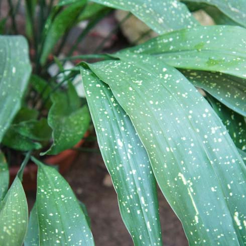 Closeup of cast iron plant with speckled leaves