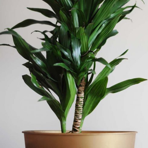 closeup of dracaena fragrans in a gold pot on a white background