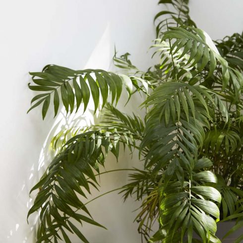 indoor parlour palm against white background in sunlight