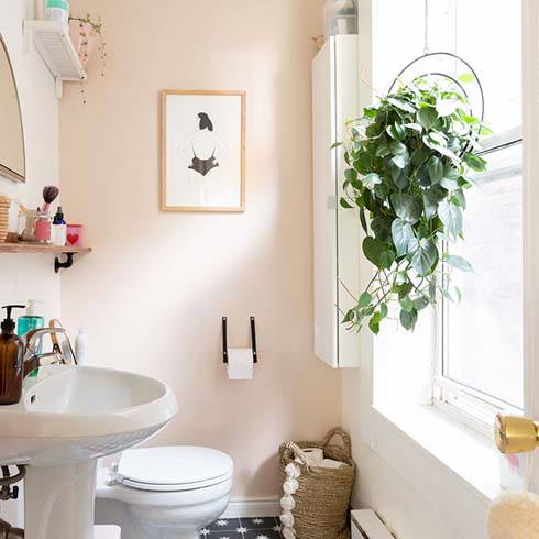 Heart leaf philodendron hanging in bathroom window