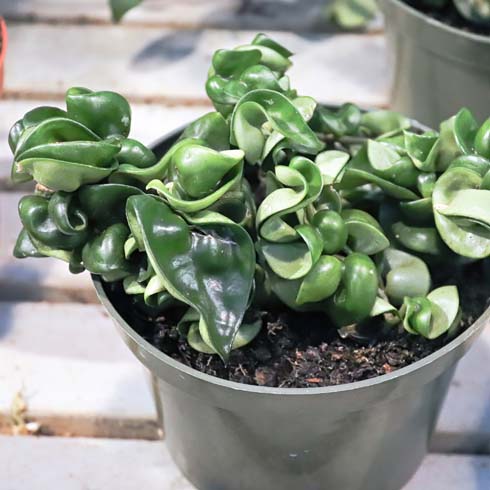 Closeup of a rope hoya plant in a green pot