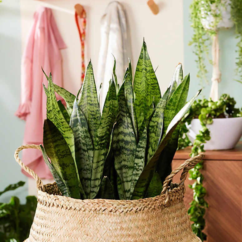 Snake plant in a basket