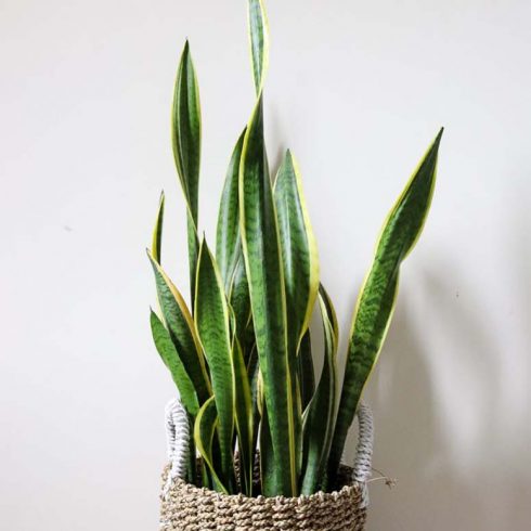 snake plant in basket against a white wall