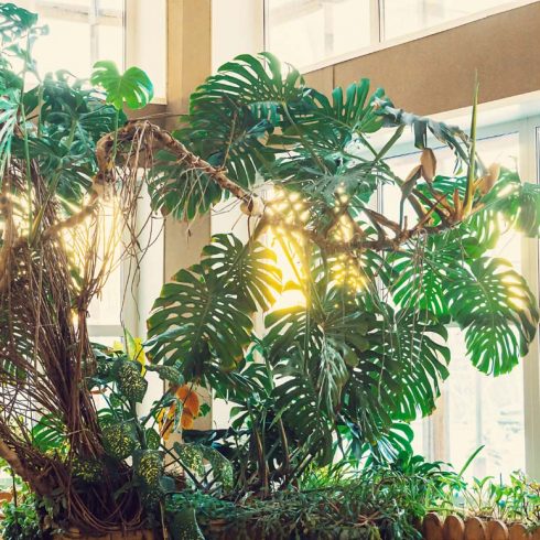 tall monstera with large mature leaves near a window