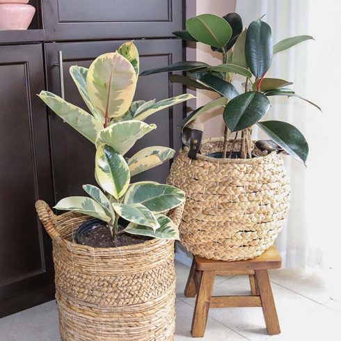 two tall rubber plants in a bright corner in baskets