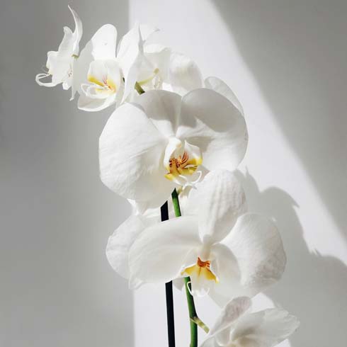 white orchid on white background