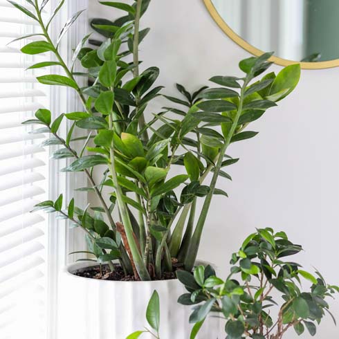 Zz plant in white pot on white background