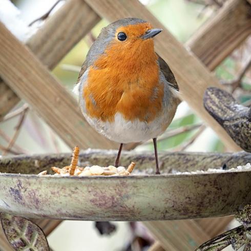 Red bird perched on a fountain in a garden