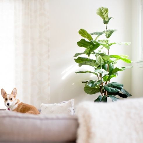 Tall potted fiddle leaf fig in corner of living room